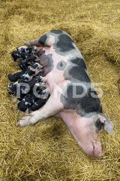 Momma pig feeding hungry little piglets Stock Photos