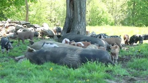 MOMMA PIG Stock Footage 182042137