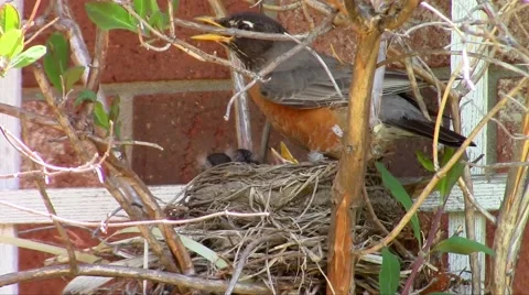 Momma Robin on duty Stock Footage 49935230