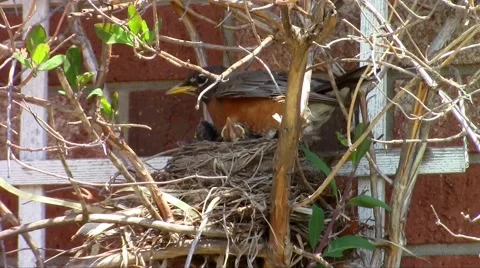 Momma robin settles in Stock Footage 49935333