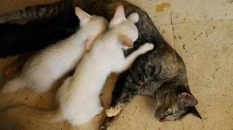Mommy cat nursing her kittens Stock Footage