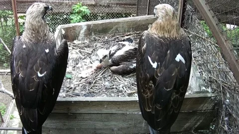 Mommy eagle and daddy eagle protects while their baby sits in the nest Stock Footage 156445878