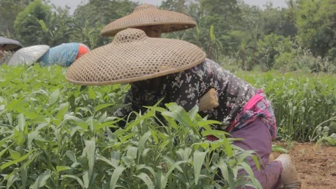 Moms Farmer Harvest Vegetable Stock Footage 122147321