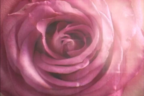 Moms Pink Rose Stock Footage 335247