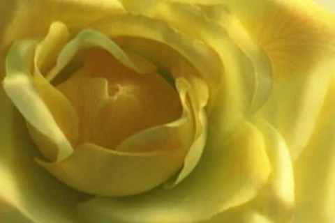 Moms Yellow Rose 스톡 동영상 335249