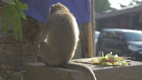 Mon 動画素材 90651131