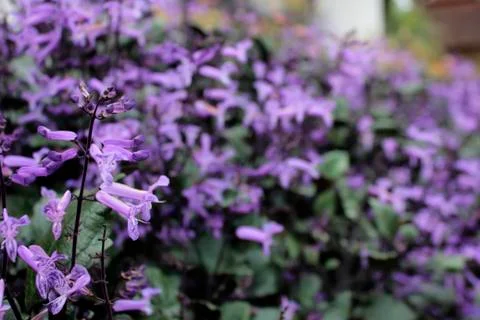Mona lavender Foto stock