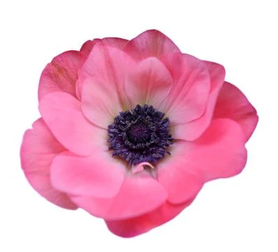 Mona Lisa flower Stock Photos