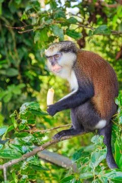 Mona monkey with banana Stock Photos