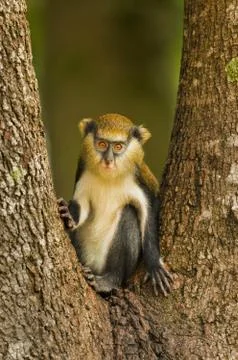 Mona monkey, cercopithecus mona, boabeng-fiema monkey sanctuary, ghana Stock Photos