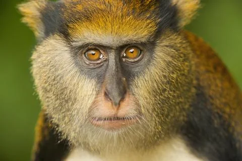 Mona monkey, cercopithecus mona, boabeng-fiema monkey sanctuary, ghana Stock Photos
