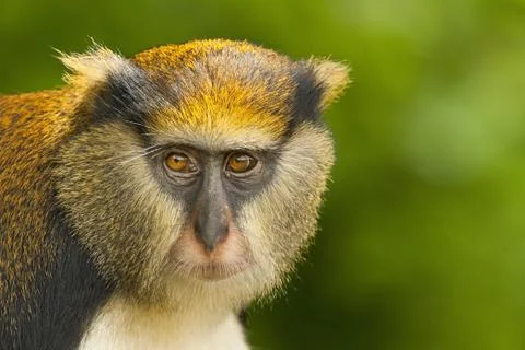 Mona monkey, cercopithecus mona, boabeng-fiema monkey sanctuary, ghana Stock Photos