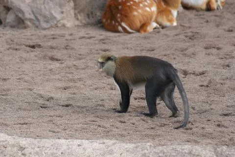 Mona Monkey - Cercopithecus mona Foto stock
