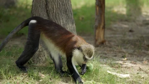 A Mona Monkey (Cercopithecus mona) Roaming Around The Fields Stock Footage 327420988