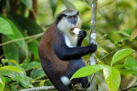 Mona monkey eating in a tree, Grand Etang National Park, Grenada. Fotos de archivo