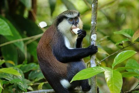 Mona monkey eating in a tree, Grand Etang National Park, Grenada. Fotos de archivo