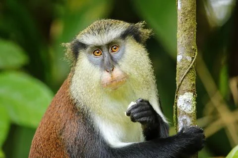 Mona monkey eating in a tree, Grand Etang National Park, Grenada. Foto stock