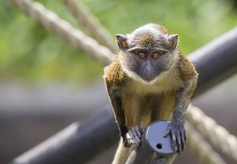Mona Monkey A single Mona Monkey (Cercopithecus mona) stares while perched... Stock Photos