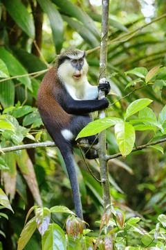 Mona monkey sitting on a tree, Grand Etang National Park, Grenada 스톡 사진
