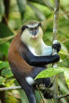 Mona monkey sitting on a tree, Grand Etang National Park, Grenada Fotos de archivo