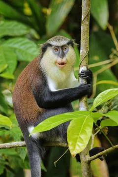Mona monkey sitting on a tree, Grand Etang National Park, Grenada Fotos de archivo