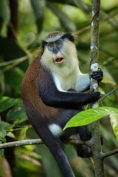 Mona monkey sitting on a tree, Grand Etang National Park, Grenada Foto stock
