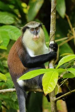 Mona monkey sitting on a tree, Grand Etang National Park, Grenada Stock Photos
