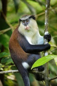Mona monkey sitting on a tree, Grand Etang National Park, Grenada Foto stock