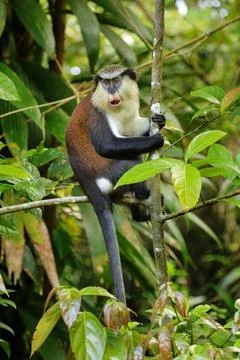 Mona monkey sitting on a tree, Grand Etang National Park, Grenada Foto stock