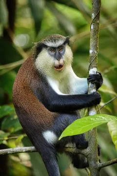 Mona monkey sitting on a tree, Grand Etang National Park, Grenada 스톡 사진