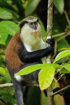 Mona monkey sitting on a tree, Grand Etang National Park, Grenada Stock Photos