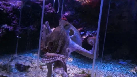 Monaco - Octopus moves in an aquarium Stock Footage 133361715