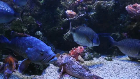 Monaco - Tropical fish in blue deep water-10 Stock Footage 133390437
