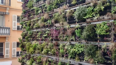 Monaco - Vertical Garden on Building Facade. Video stock 329552171