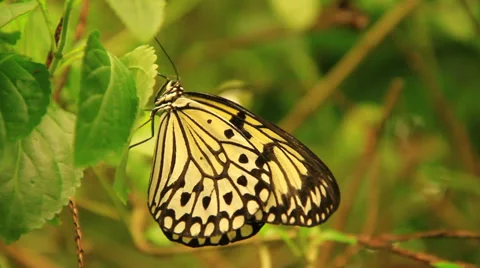 Monarca Butterfly On A Leaf 스톡 동영상 38718413