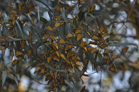 Monarch 3 Stock Photos