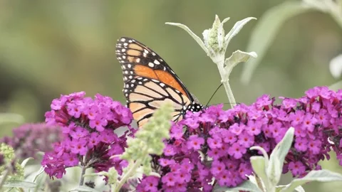 Monarch and flowers macro Stock Footage 339790002