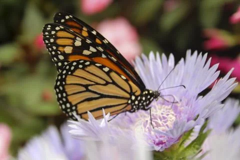Monarch and Flowers Stock Photos