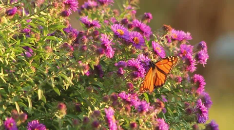Monarch on asters Stock Footage 35659744