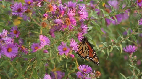 Monarch on asters II Stock Footage 35659699