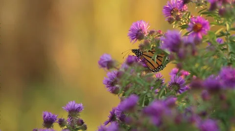 Monarch on asters III Stock Footage 35659488