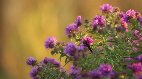 Monarch on asters IV Stock Footage 35659465