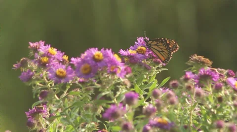 Monarch on asters IX Stock Footage 35659217