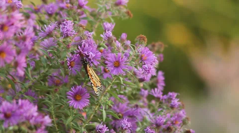 Monarch on asters V Stock Footage 35659445