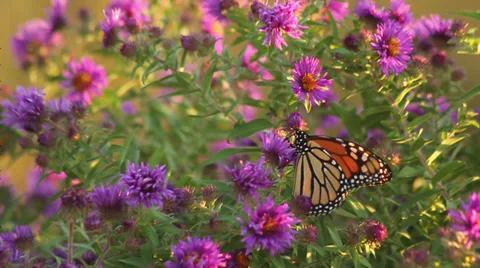 Monarch on asters VI Stock Footage 35659415