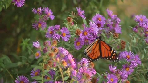 Monarch on asters VII Stock Footage 35659361