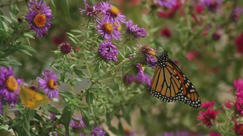 Monarch on asters VIII 動画素材 35659320