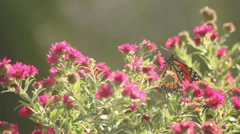 Monarch on asters X 動画素材 35659138