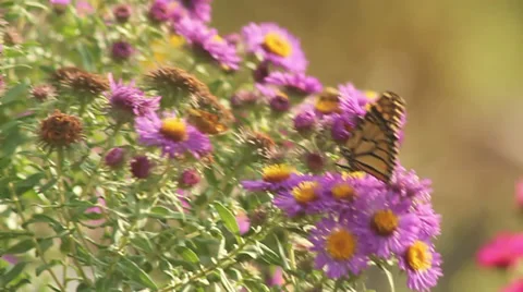 Monarch on asters XII 動画素材 35658941