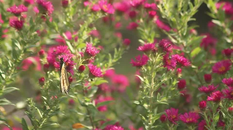 Monarch on asters XIII Stock Footage 35659132